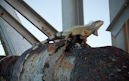 Leguan, Bahia Honda SP, Florida